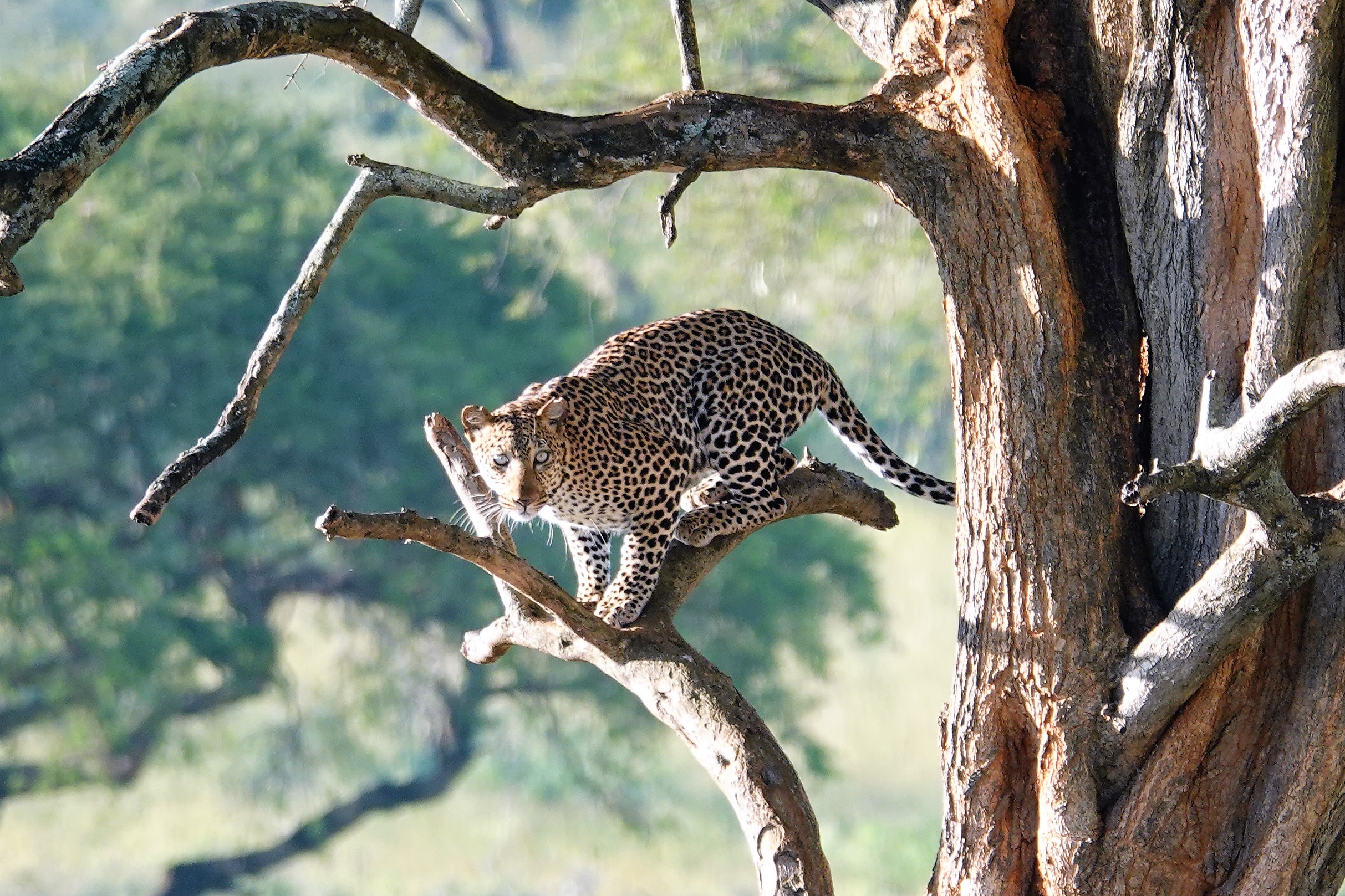 Leopard in Murchison Falls